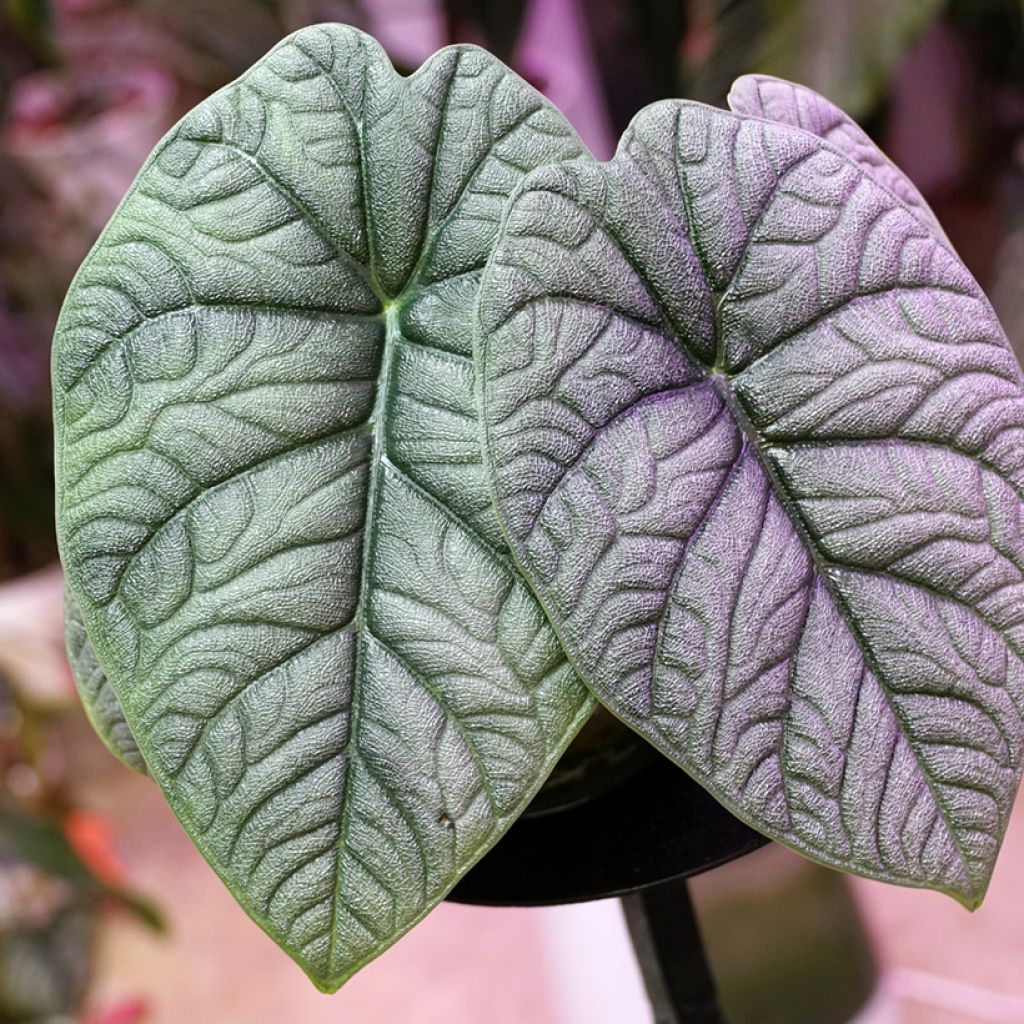Alocasia melo - Pfeilblatt