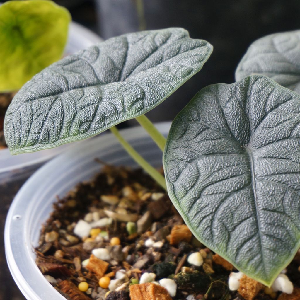 Alocasia melo - Pfeilblatt