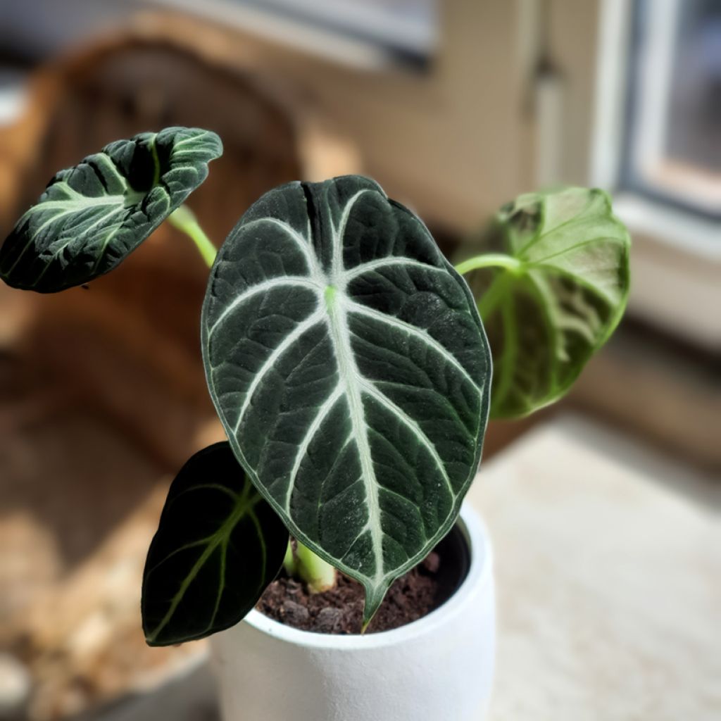 Alocasia Ninja - Pfeilblatt