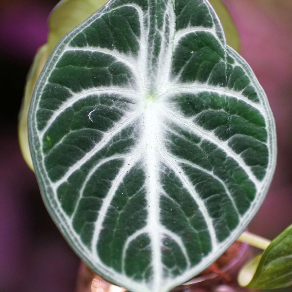 Alocasia Ninja - Pfeilblatt