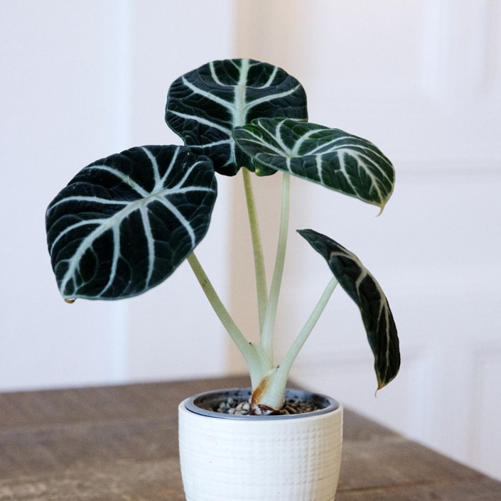 Alocasia Ninja - Pfeilblatt