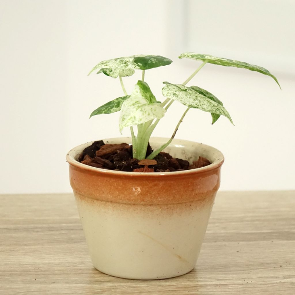 Alocasia odora Batik - Pfeilblatt