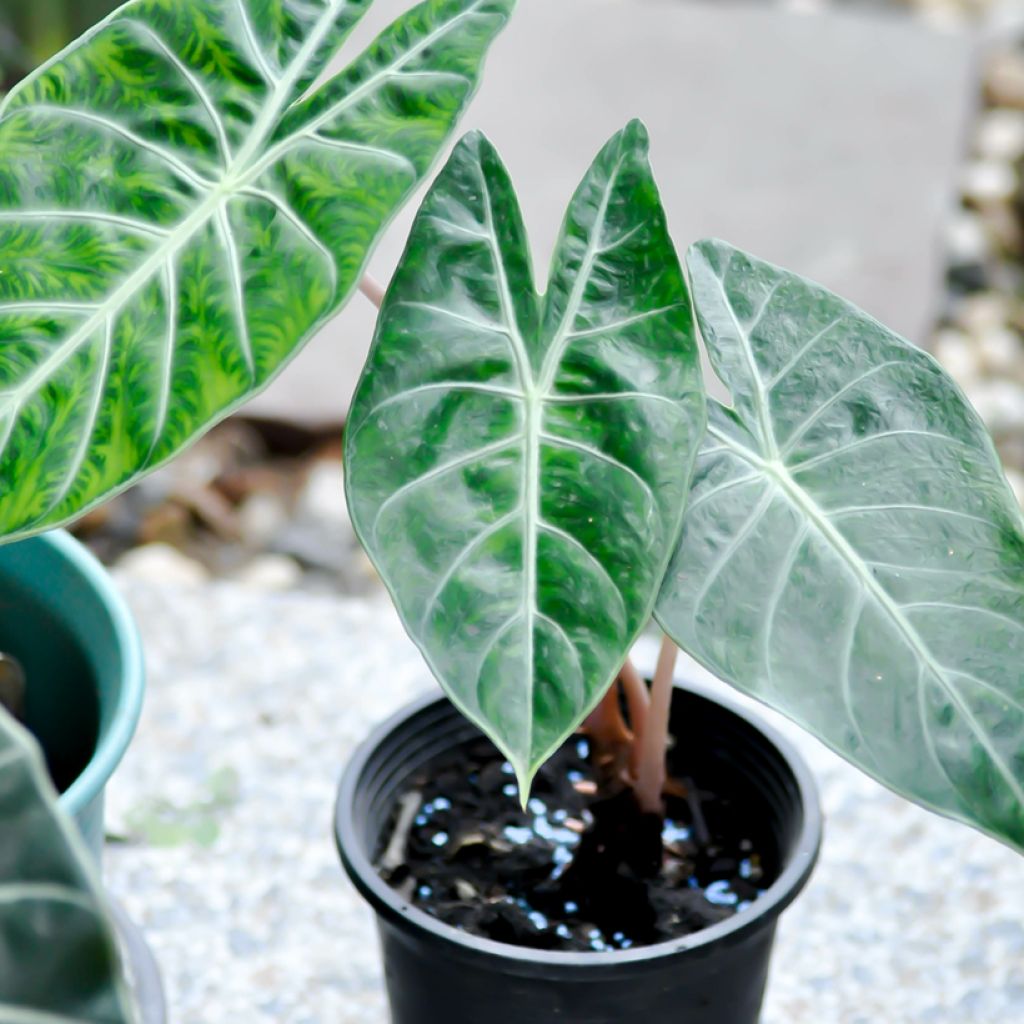 Alocasia Pink Dragon - Pfeilblatt