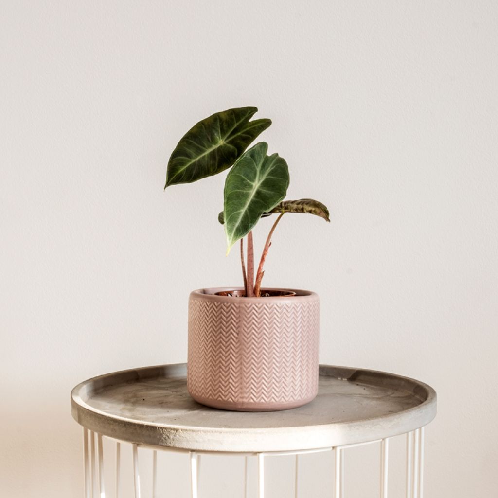 Alocasia Pink Dragon - Pfeilblatt