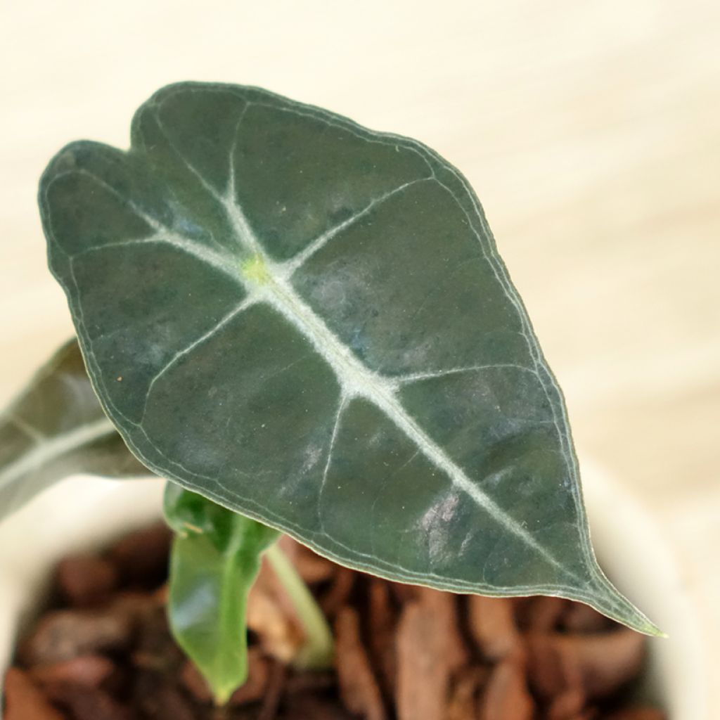 Alocasia Polly - Pfeilblatt