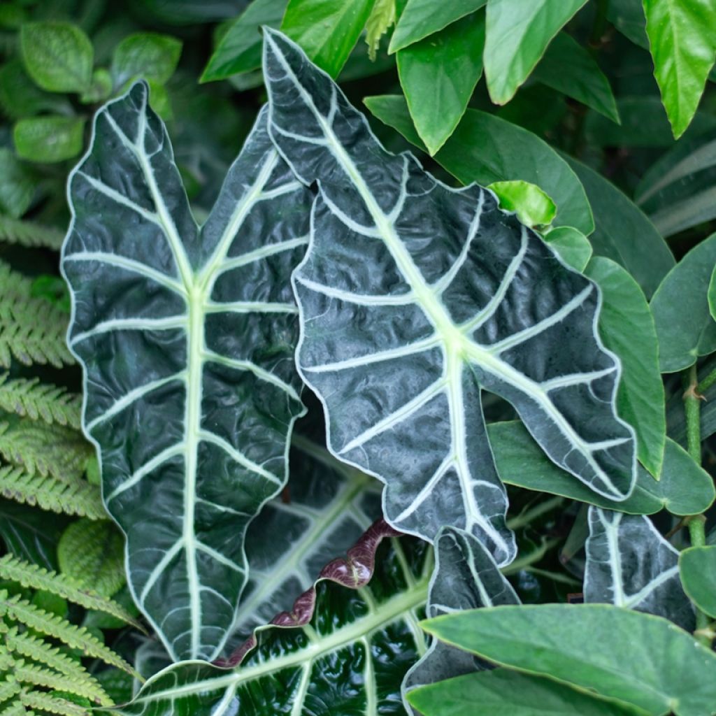 Alocasia Polly - Pfeilblatt