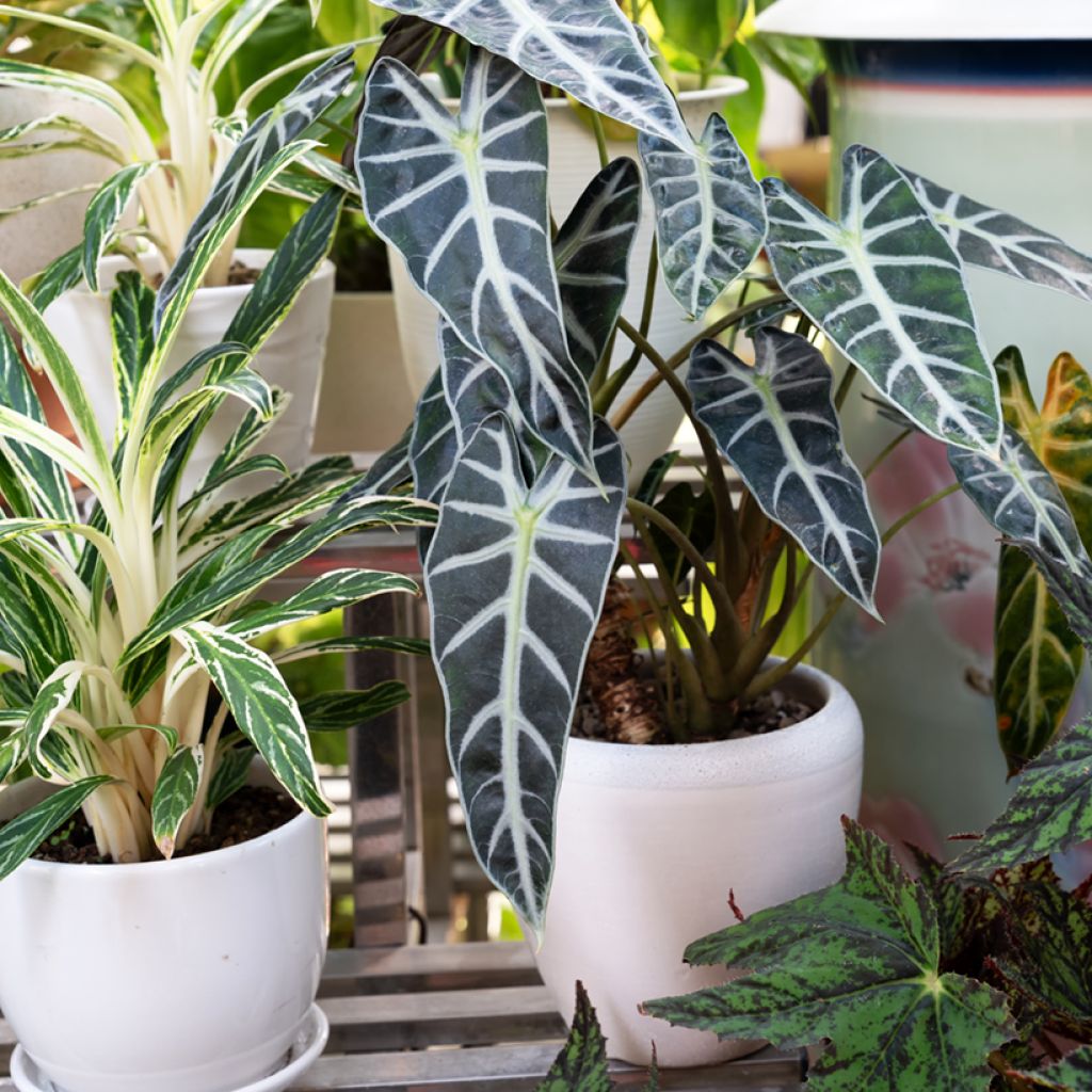Alocasia Polly - Pfeilblatt