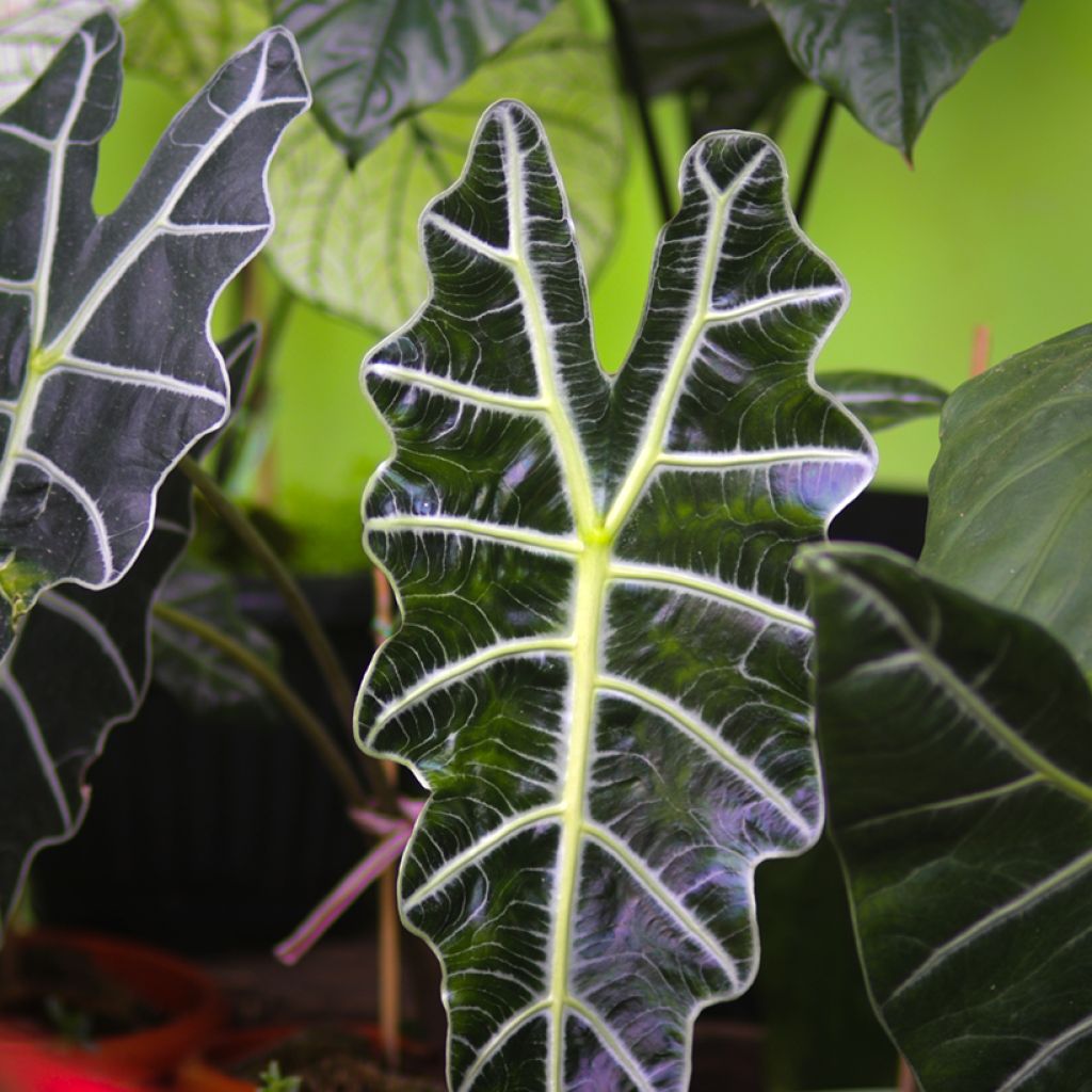 Alocasia Polly - Pfeilblatt