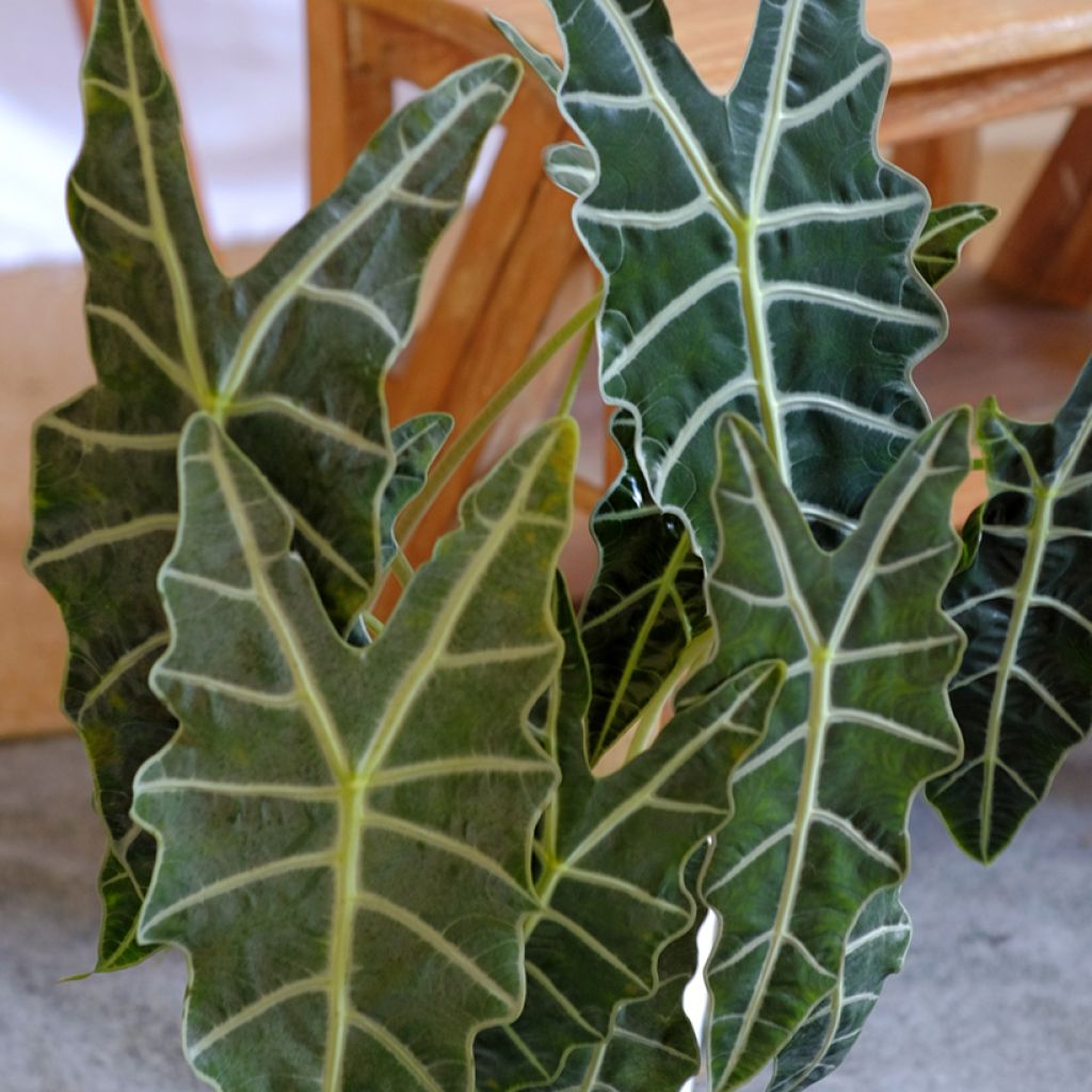 Alocasia Polly - Pfeilblatt