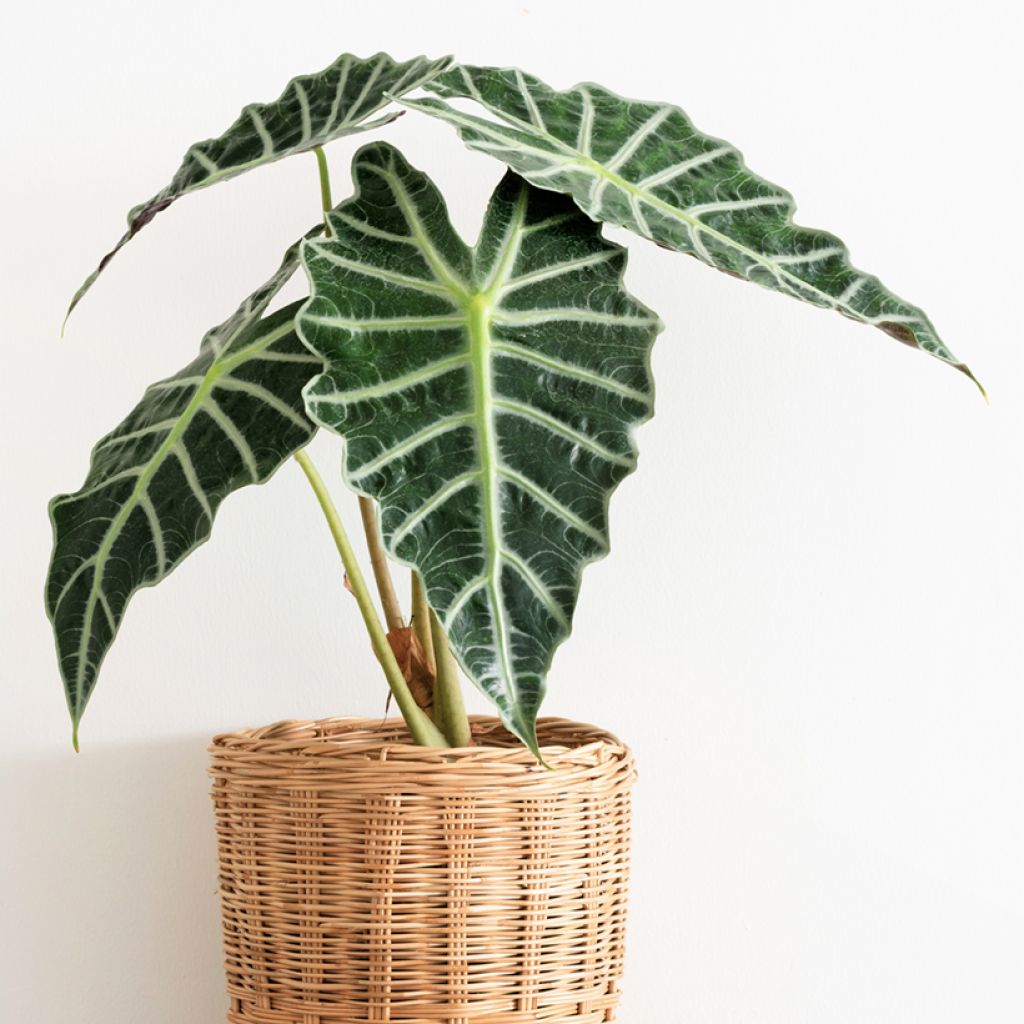 Alocasia Polly - Pfeilblatt