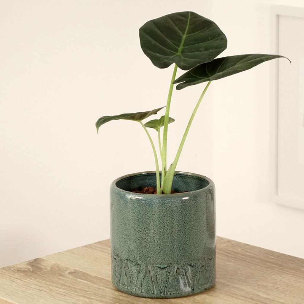 Alocasia Regal Shields - Pfeilblatt