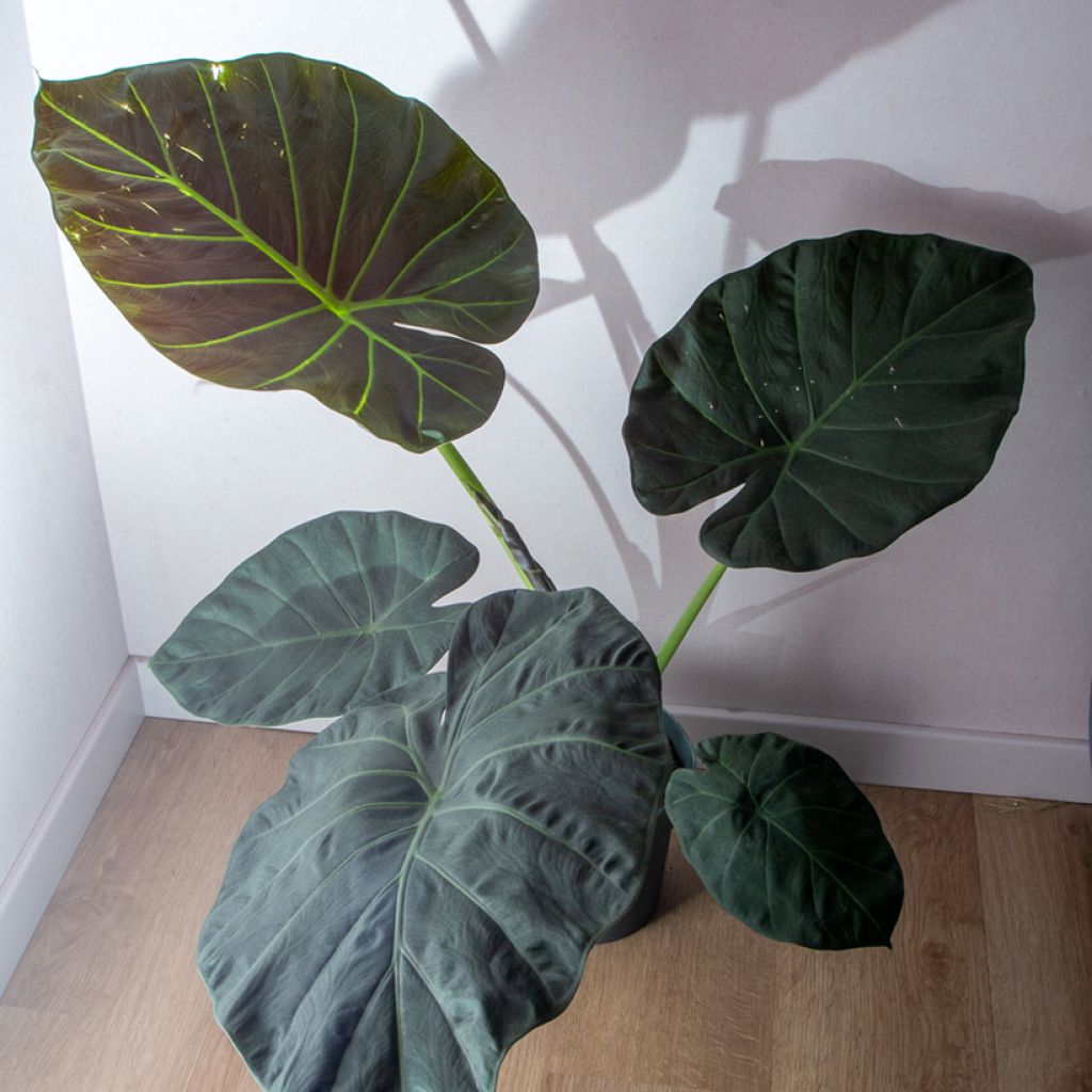 Alocasia Regal Shields - Pfeilblatt