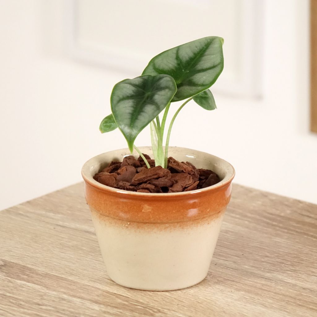 Alocasia reversa - Pfeilblatt