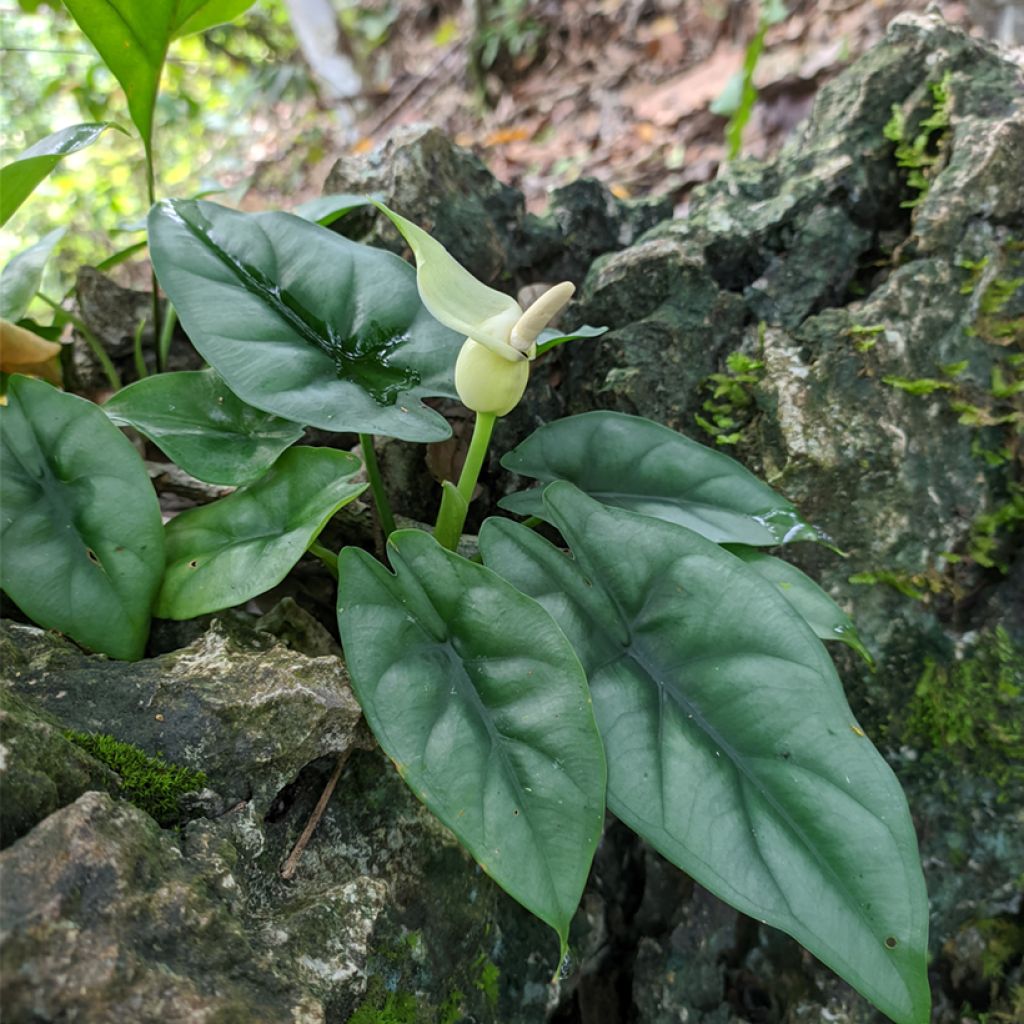 Alocasia reversa - Pfeilblatt