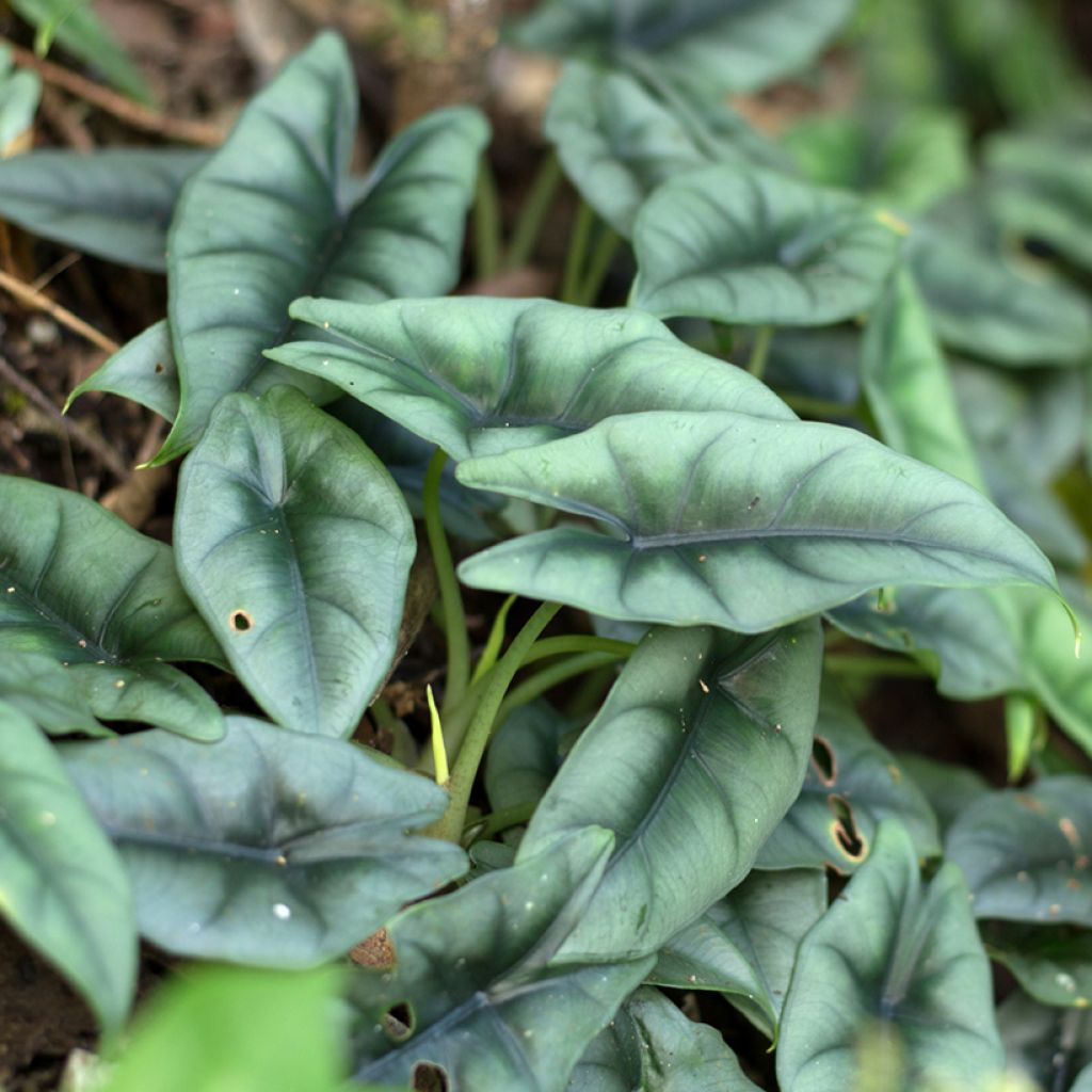 Alocasia reversa - Pfeilblatt