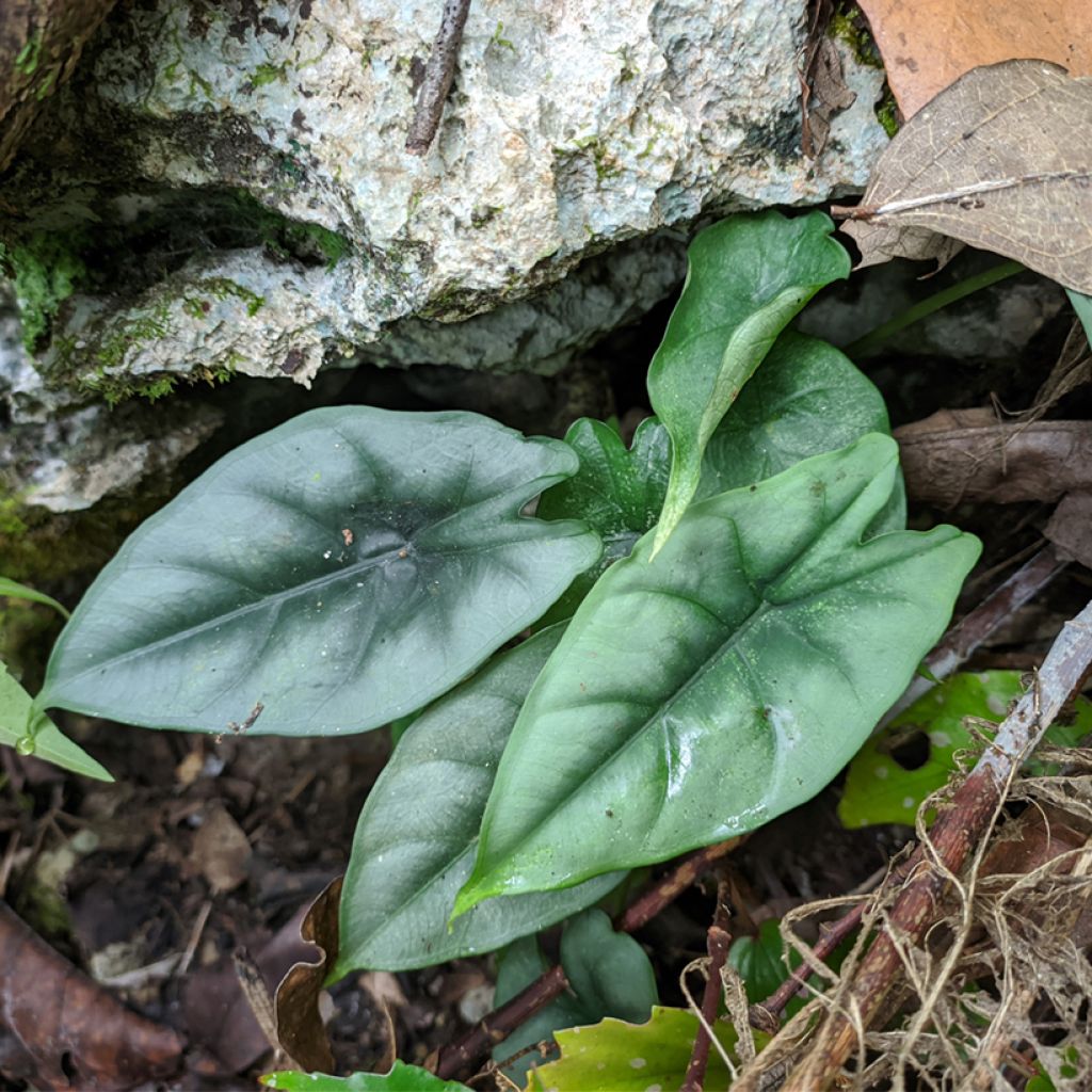 Alocasia reversa - Pfeilblatt