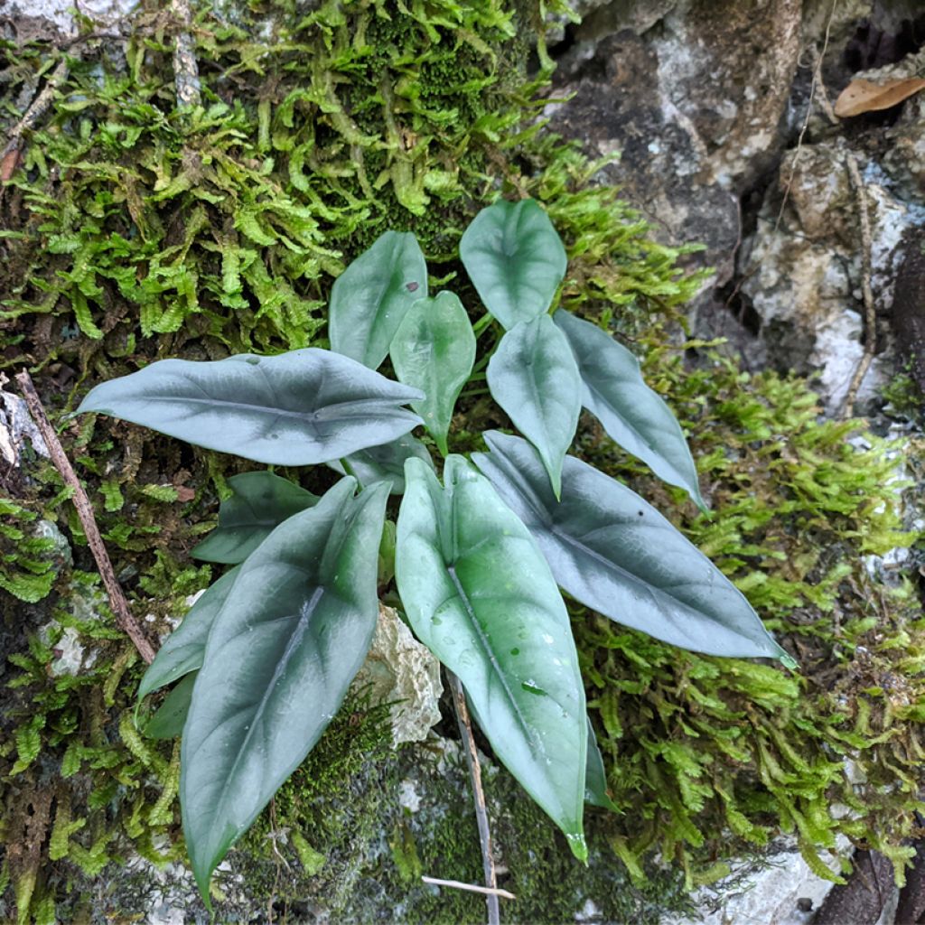 Alocasia reversa - Pfeilblatt