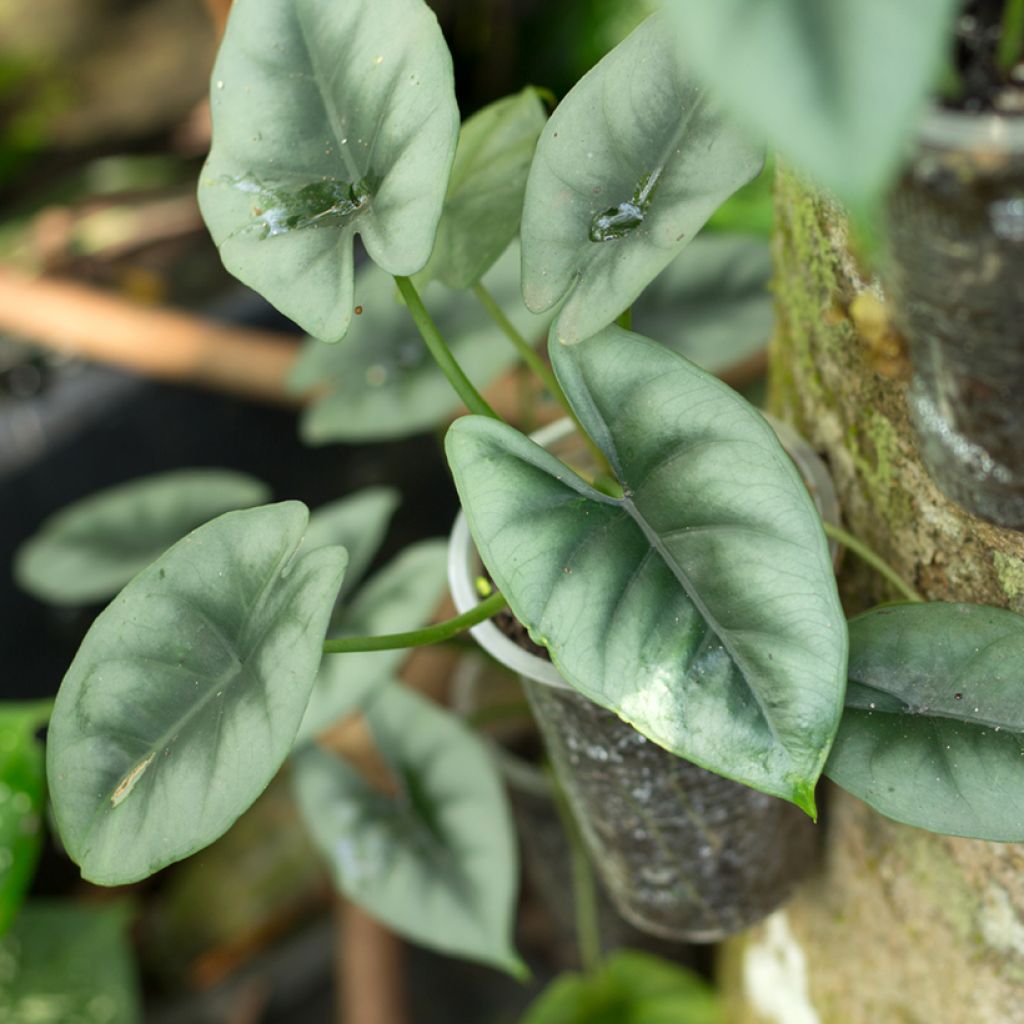 Alocasia reversa - Pfeilblatt