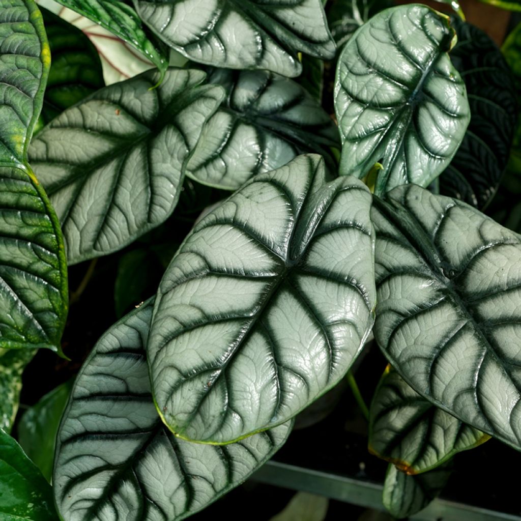 Alocasia Silver Dragon - Pfeilblatt