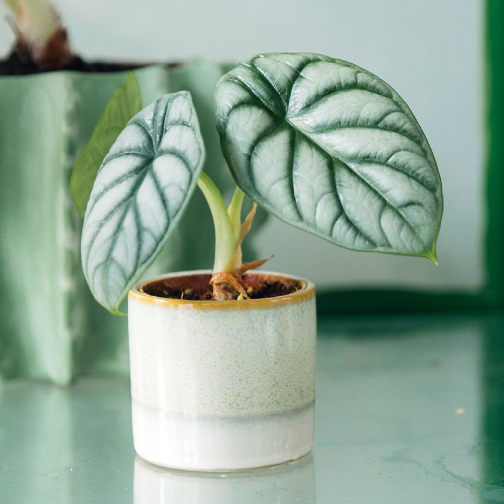 Alocasia Silver Dragon - Pfeilblatt