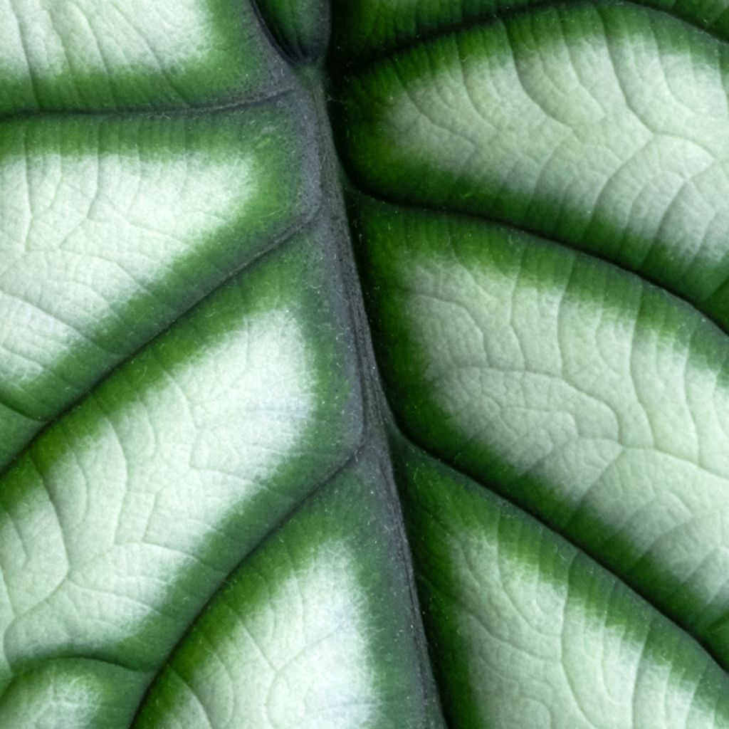 Alocasia Silver Dragon - Pfeilblatt