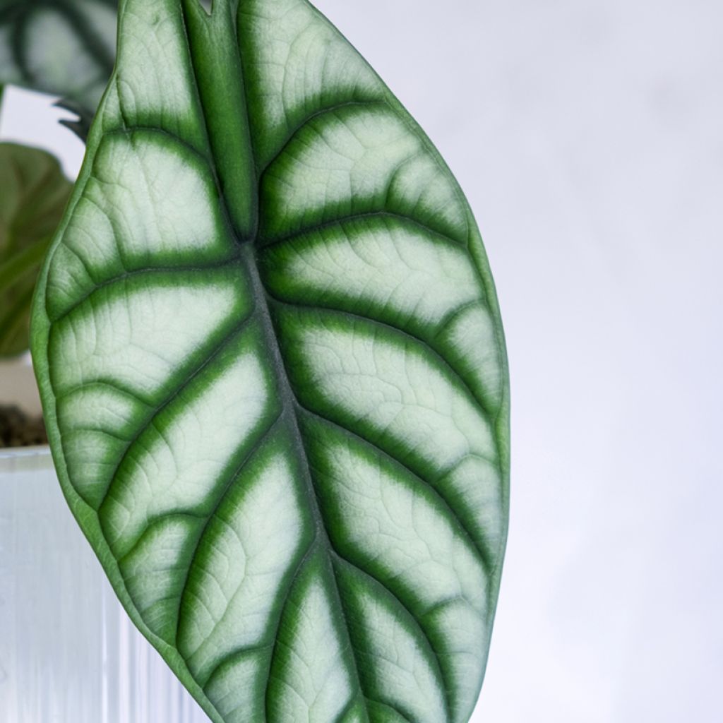 Alocasia Silver Dragon - Pfeilblatt