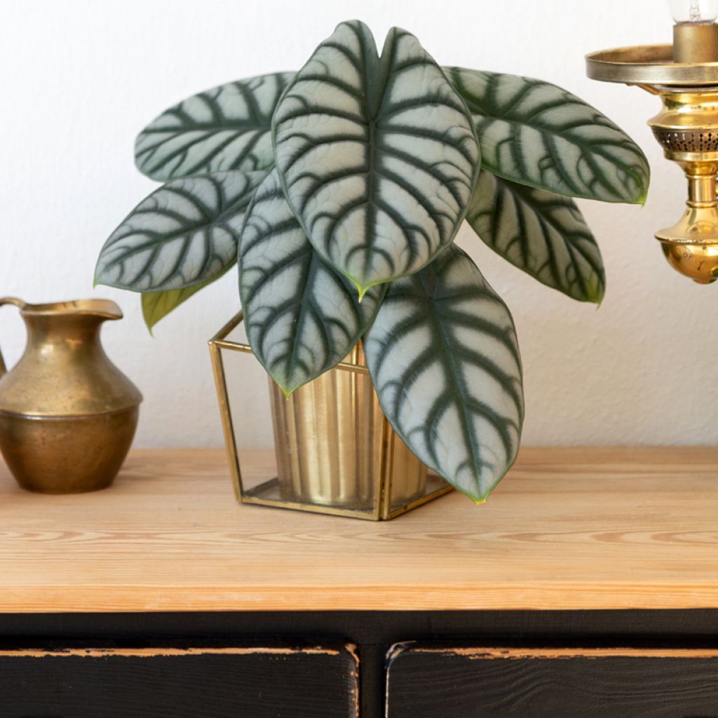 Alocasia Silver Dragon - Pfeilblatt