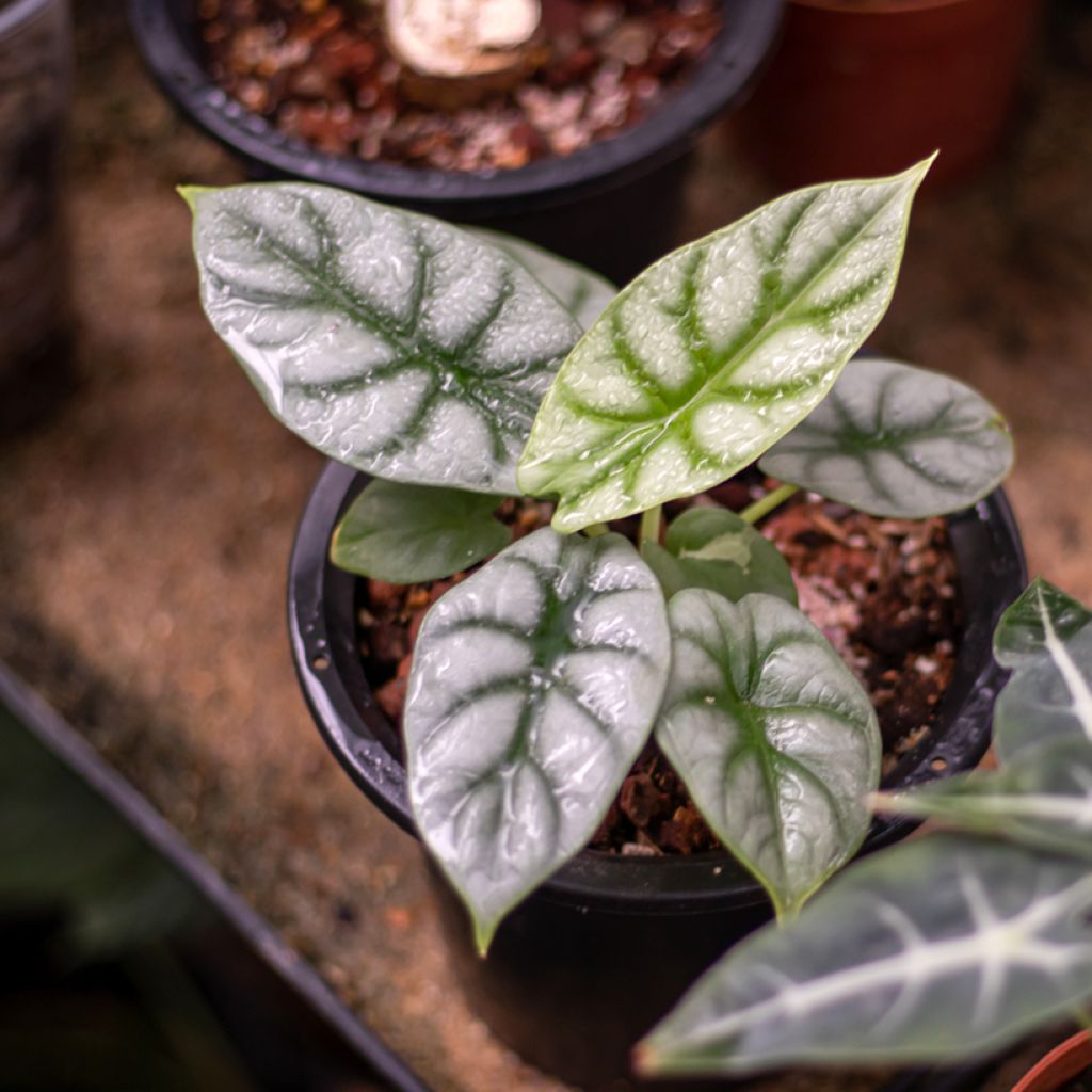 Alocasia Silver Dragon - Pfeilblatt