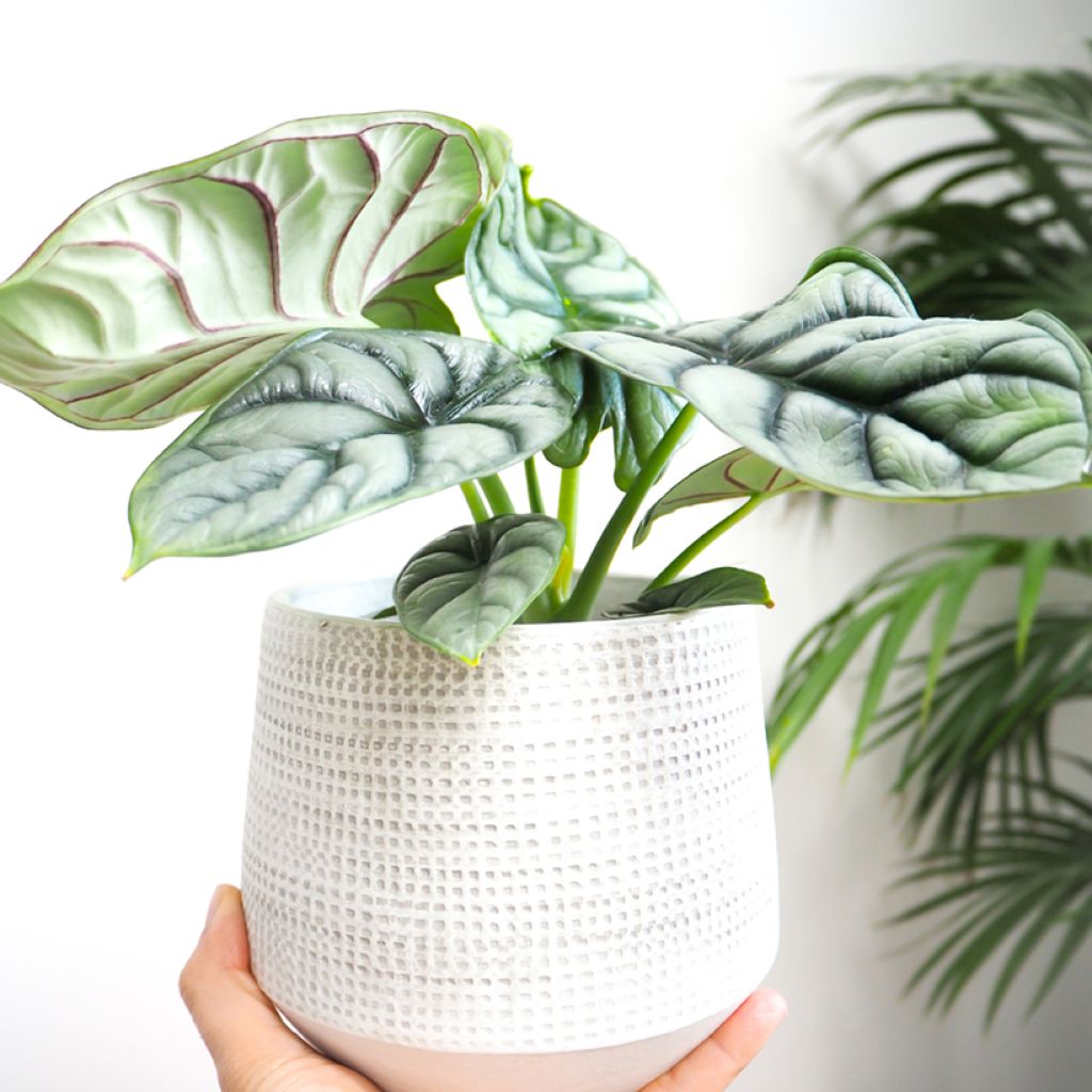 Alocasia Silver Dragon - Pfeilblatt