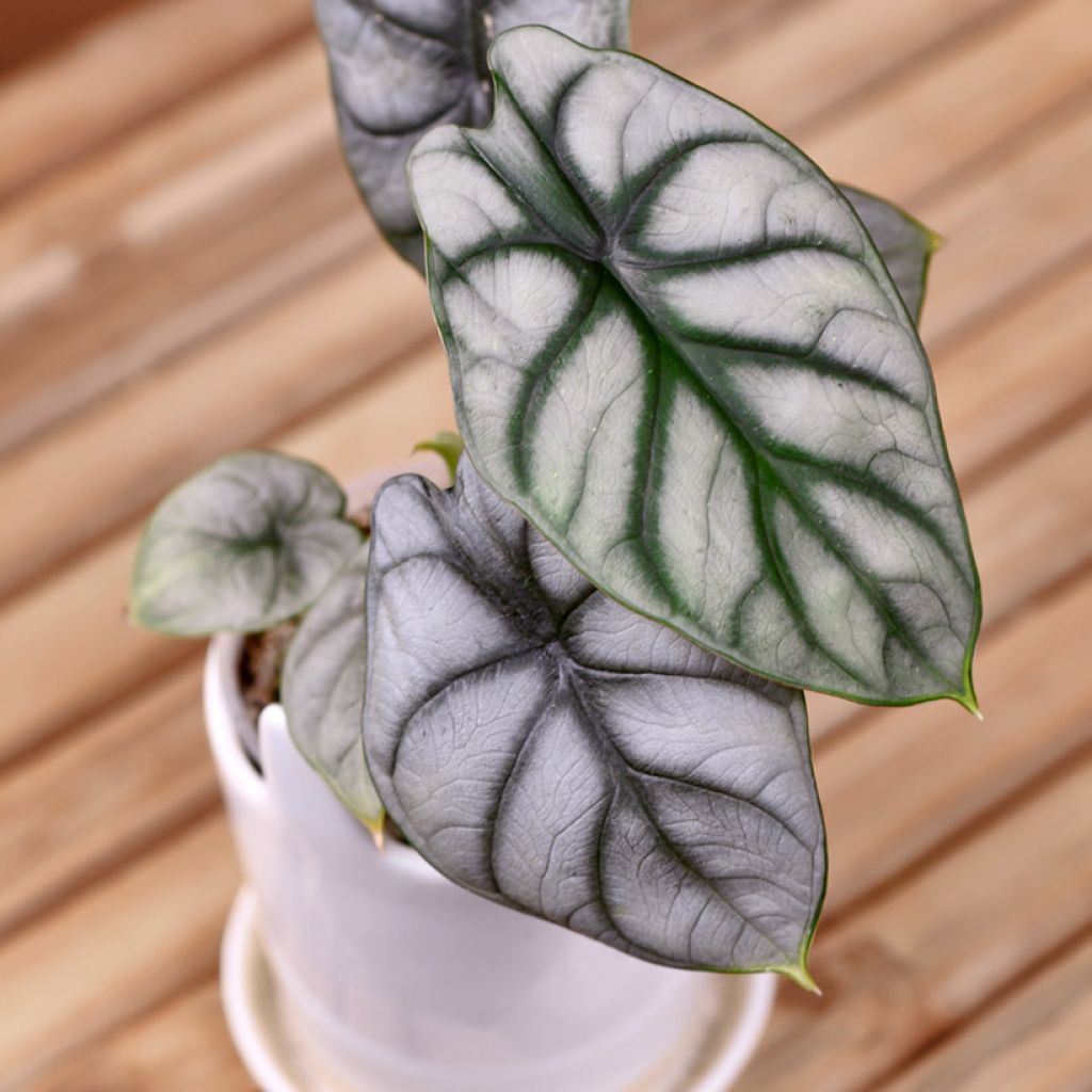 Alocasia Silver Dragon - Pfeilblatt