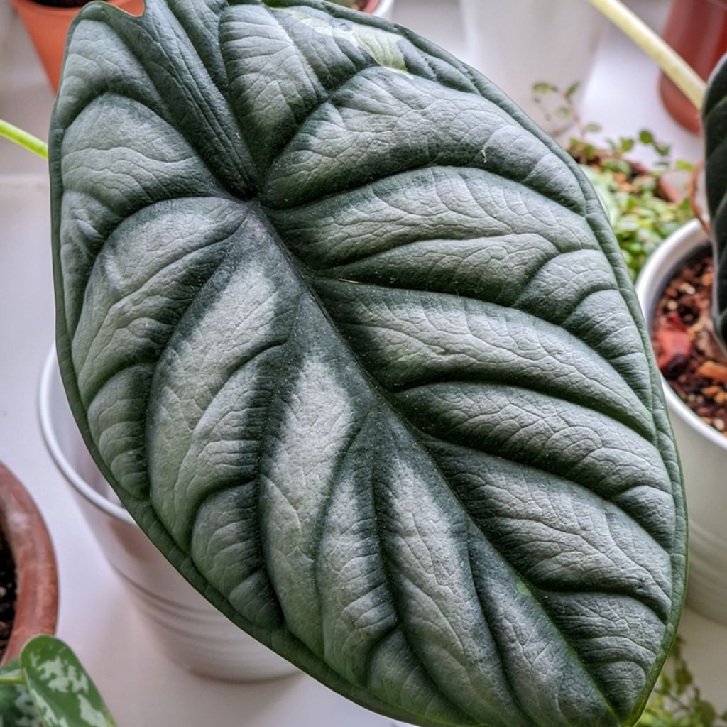 Alocasia Silver Dragon - Pfeilblatt