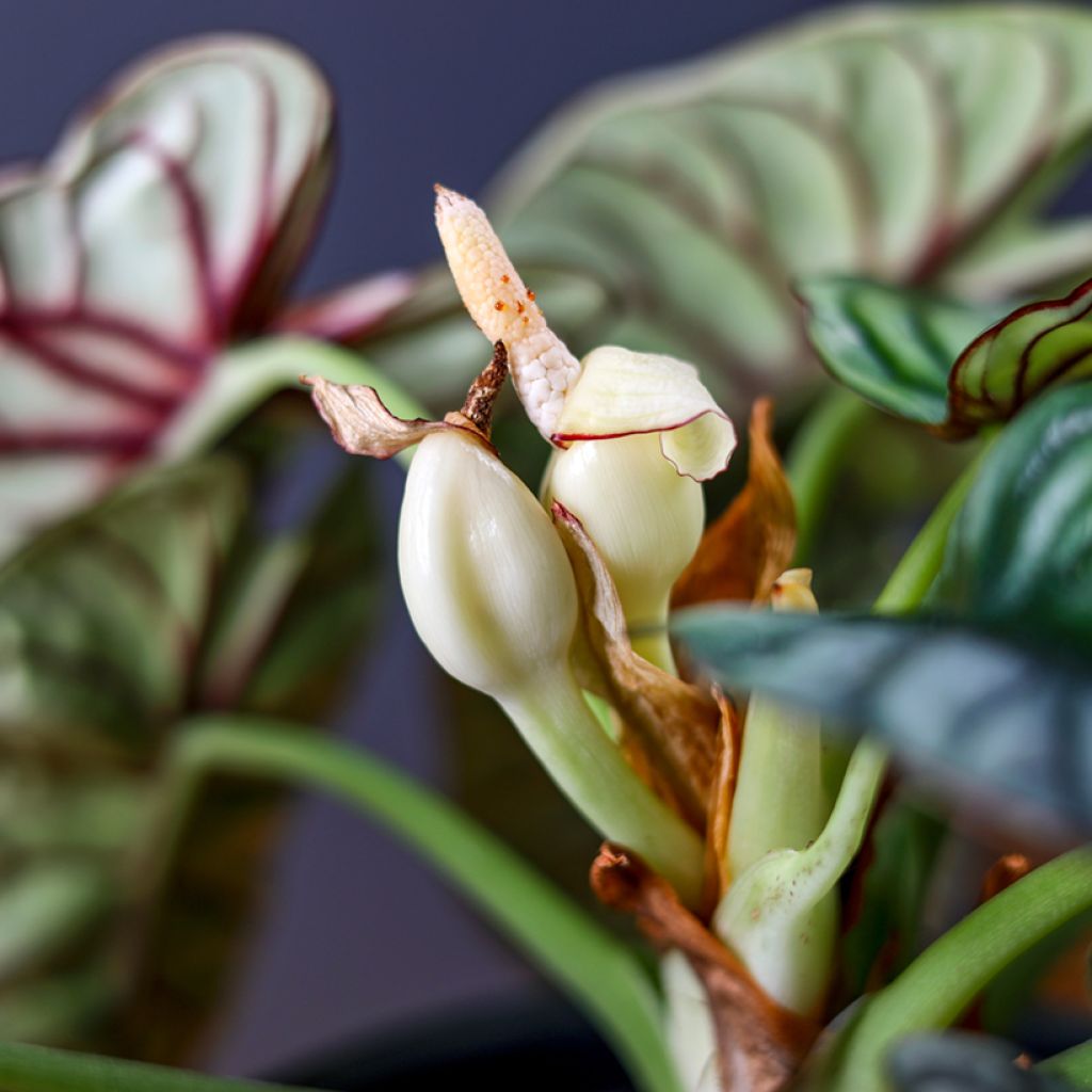 Alocasia Silver Dragon - Pfeilblatt