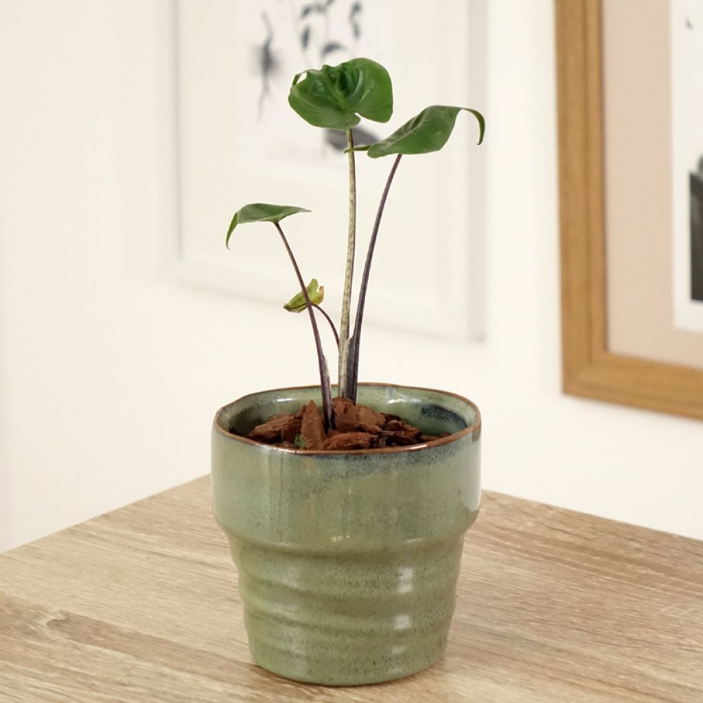 Alocasia Stingray - Pfeilblatt