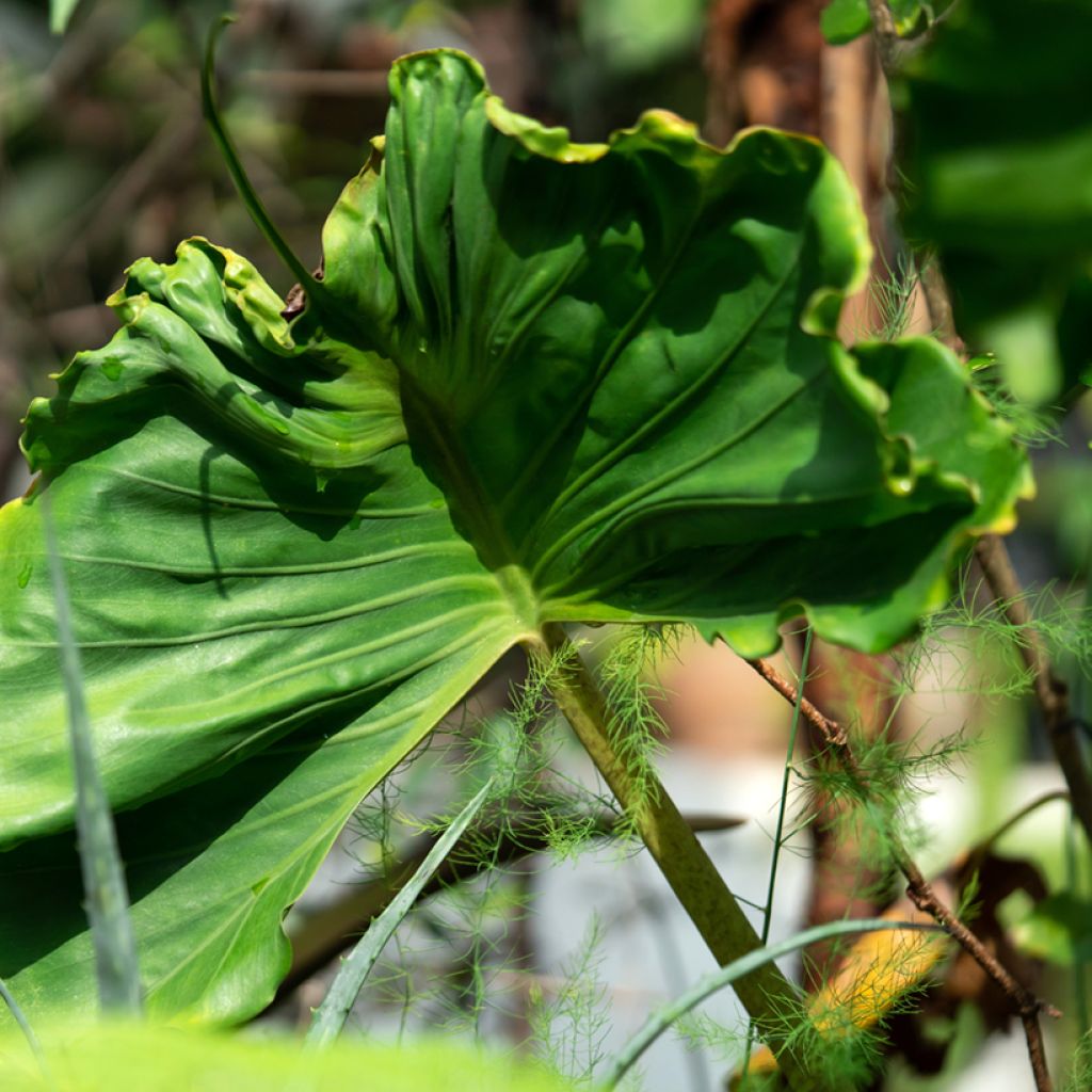Alocasia Stingray - Pfeilblatt