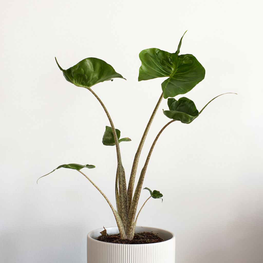 Alocasia Stingray - Pfeilblatt