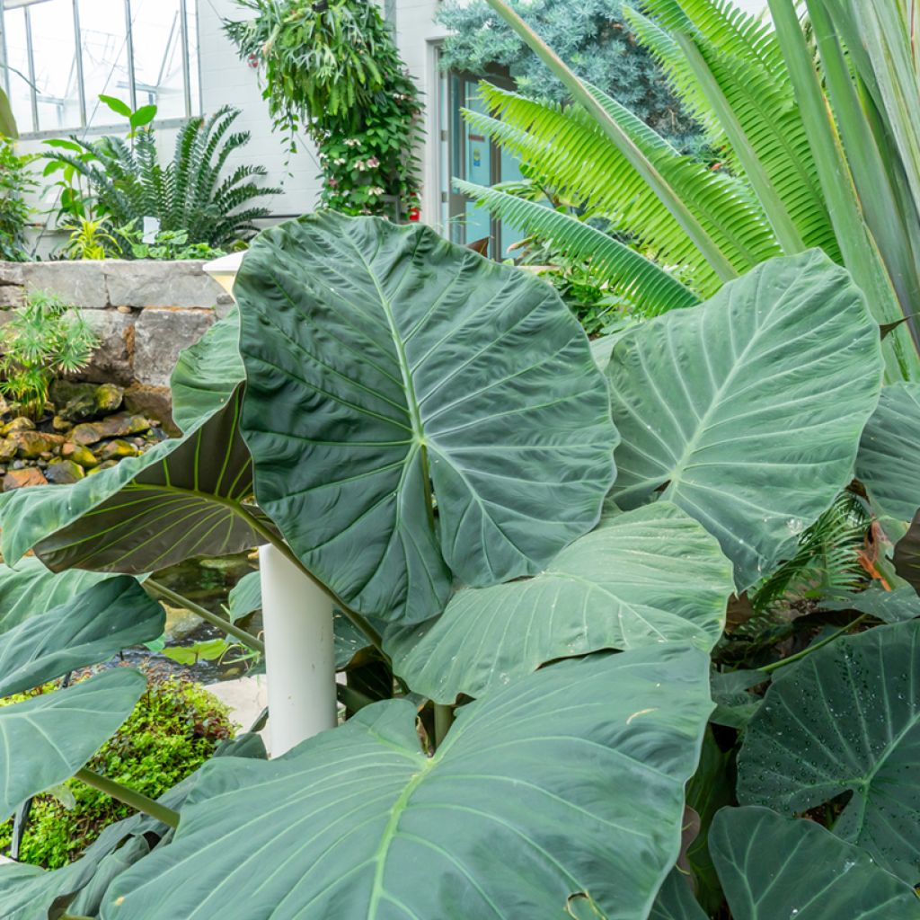 Alocasia Sumo - Pfeilblatt