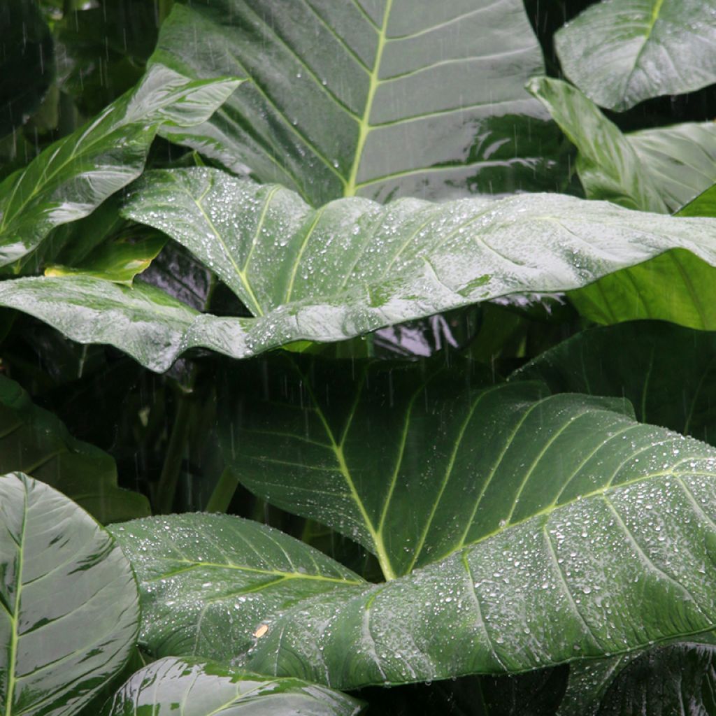 Alocasia Sumo - Pfeilblatt