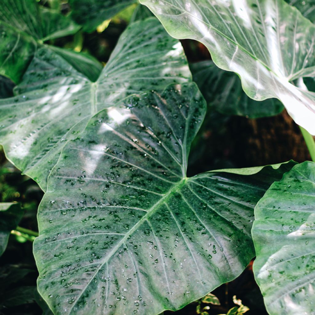 Alocasia Sumo - Pfeilblatt
