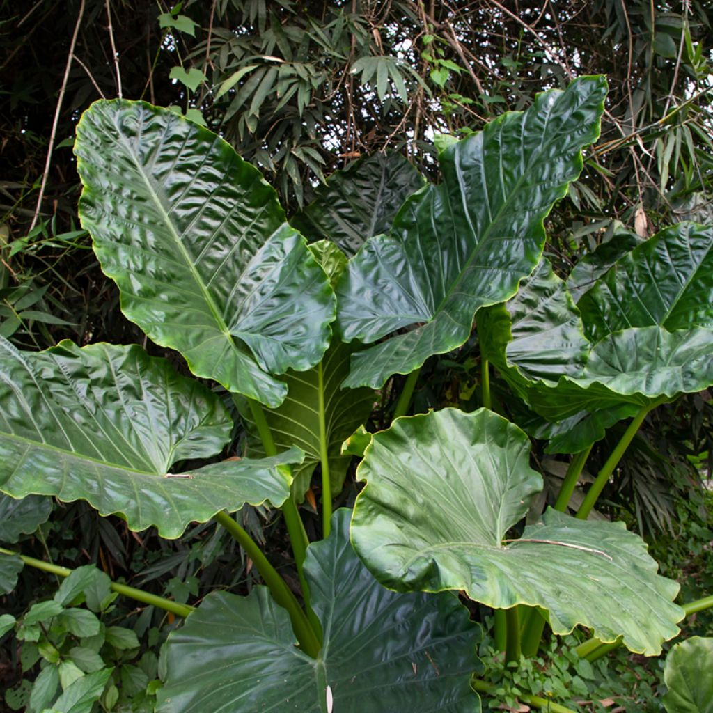 Alocasia Sumo - Pfeilblatt