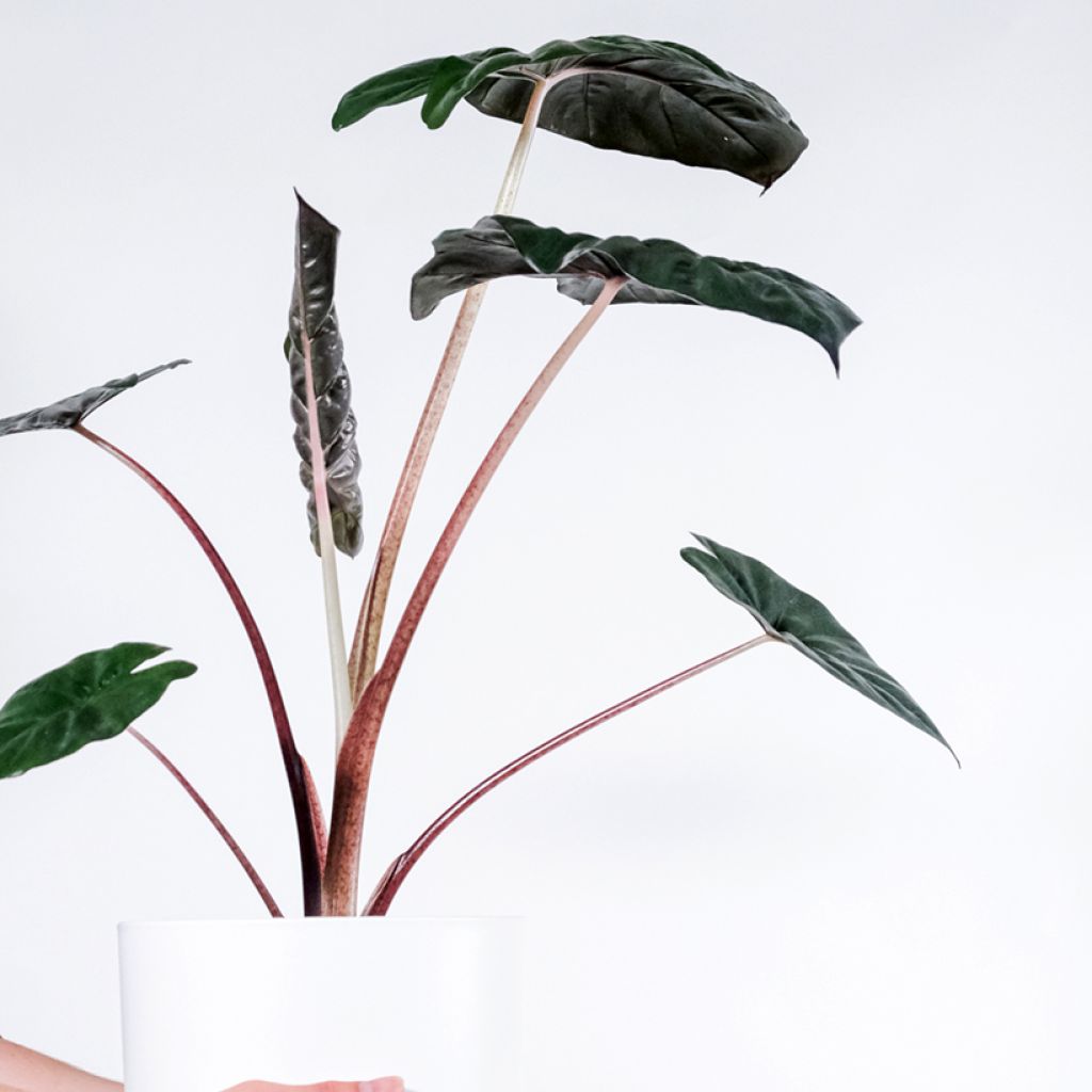 Alocasia Yucatan Princess - Pfeilblatt
