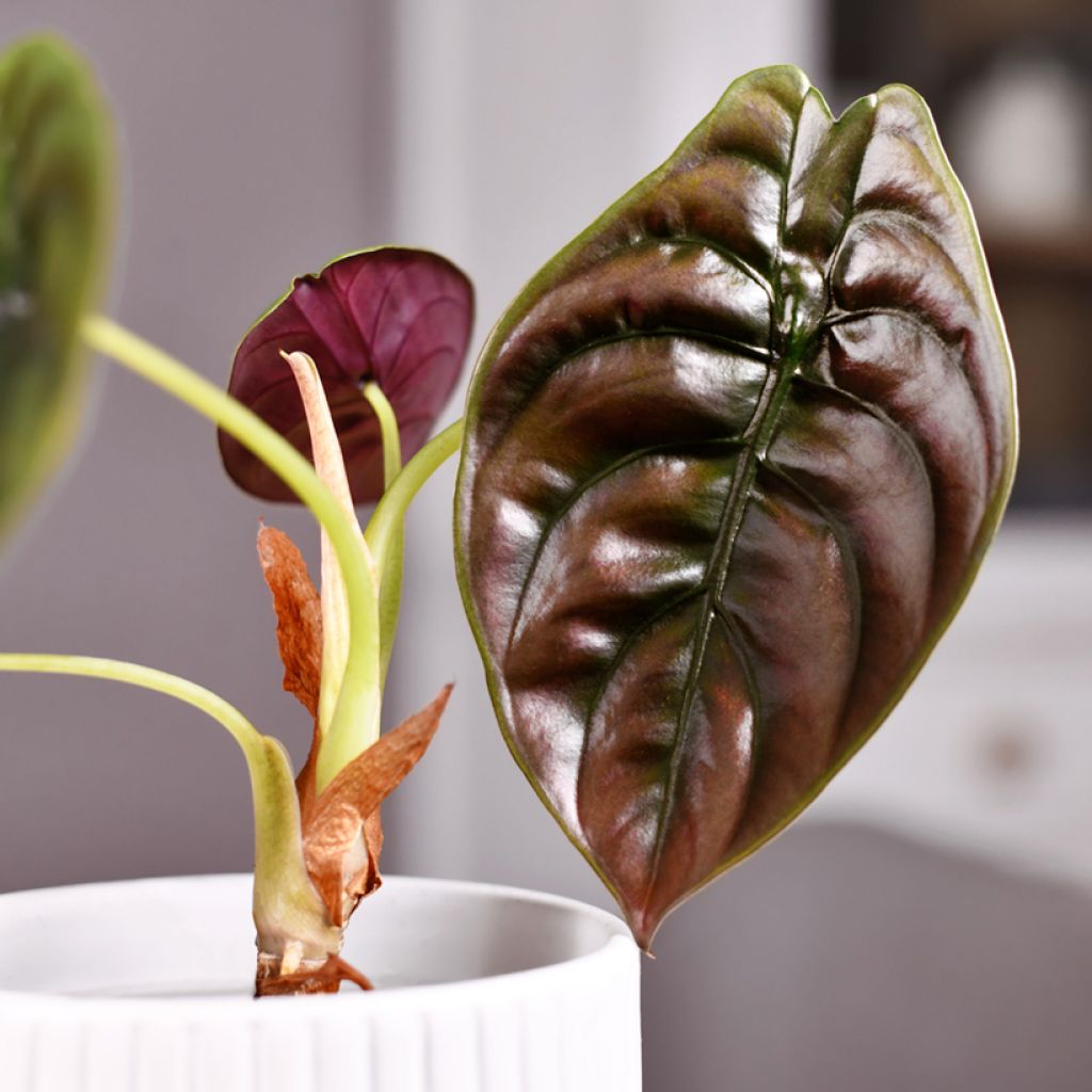 Alocasia azlanii - Pfeilblatt