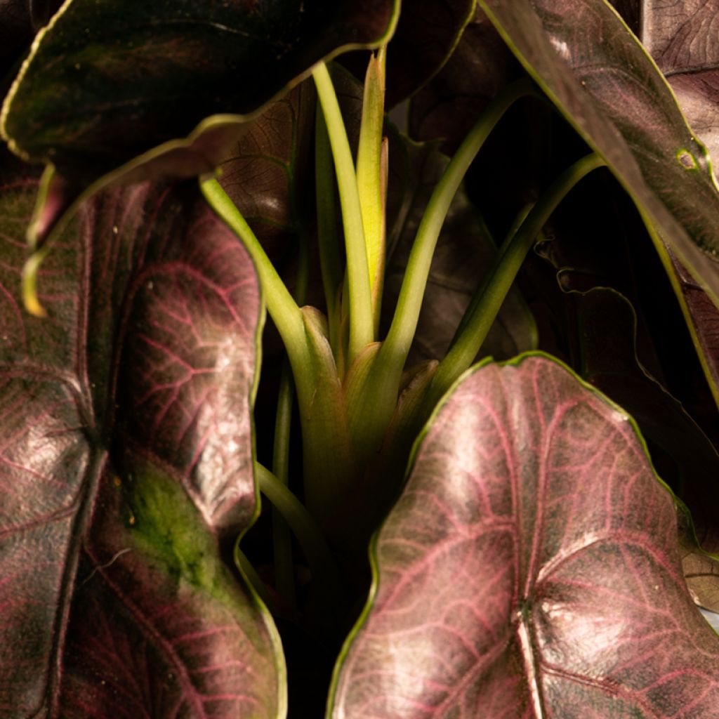 Alocasia azlanii - Pfeilblatt