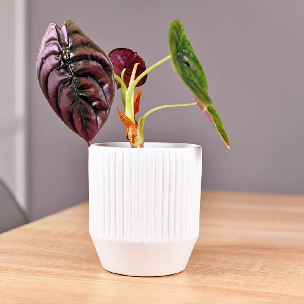 Alocasia azlanii - Pfeilblatt