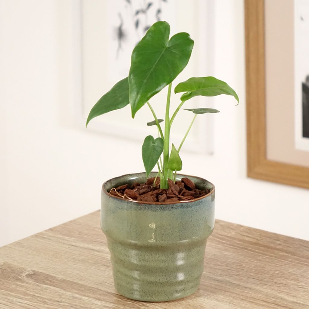 Alocasia California - Pfeilblatt