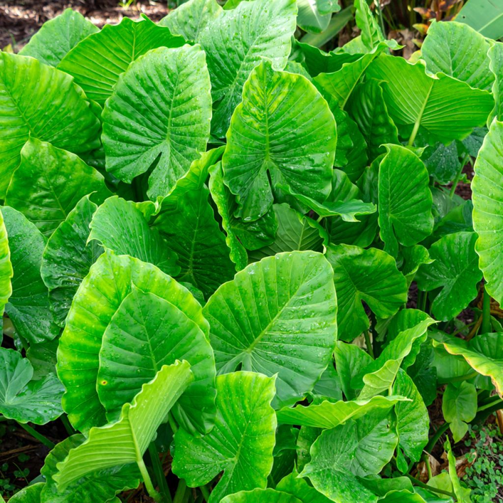 Alocasia California - Pfeilblatt