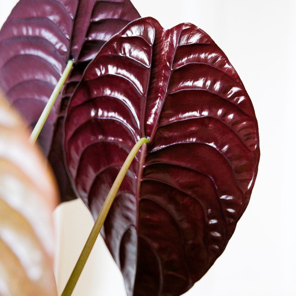 Alocasia cuprea Red - Pfeilblatt