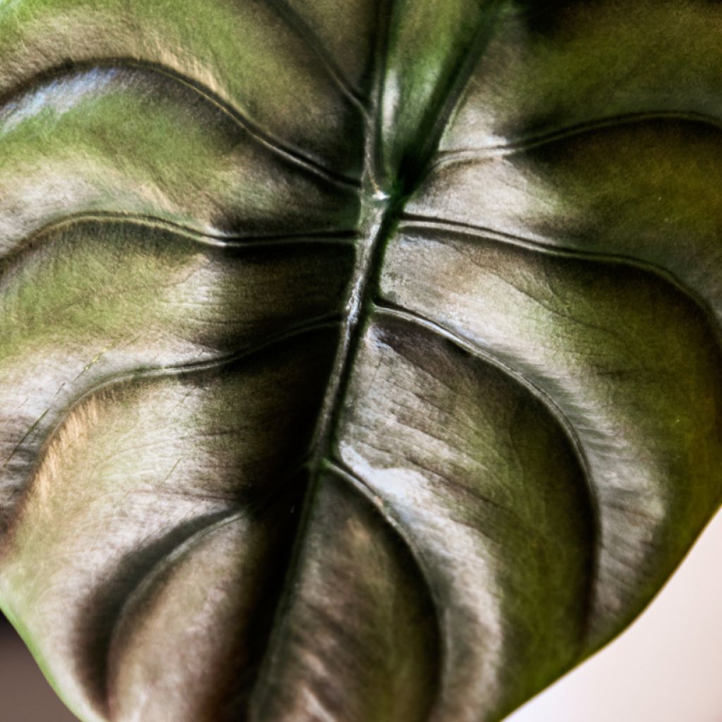 Alocasia cuprea Red - Pfeilblatt