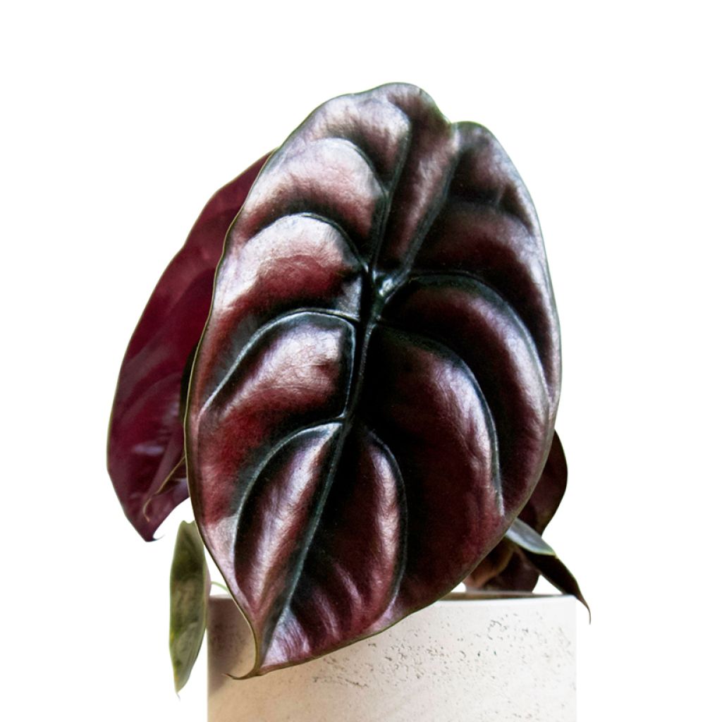 Alocasia cuprea Red - Pfeilblatt