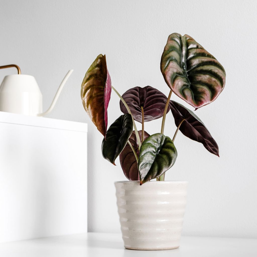 Alocasia cuprea Red - Pfeilblatt