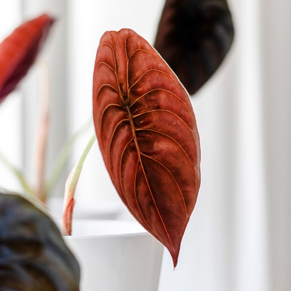 Alocasia cuprea Red - Pfeilblatt